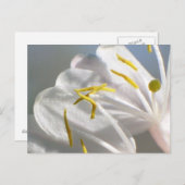 ハニーサックルはがき ポストカード (正面/裏面)