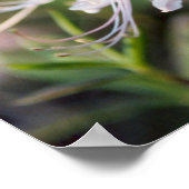 ハニーサックルアザレアワイルドフラワー ポスター (角)