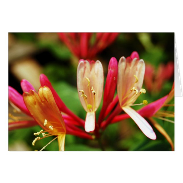 ハニーサックルカード (正面横)