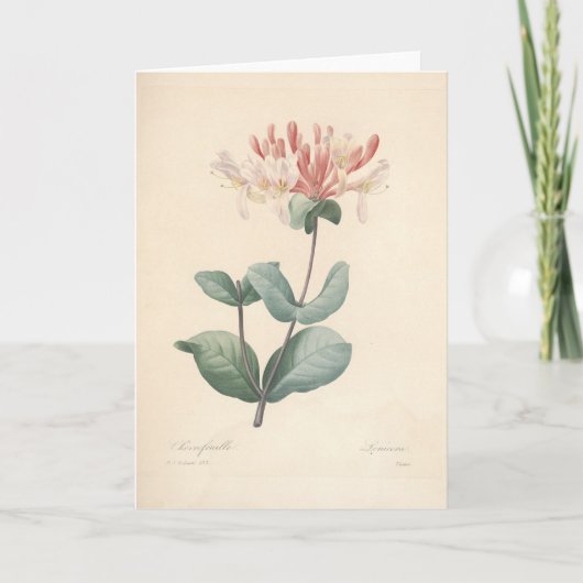 ハニーサックルバイルドゥート植物学の同情カード サンキューカード (正面)