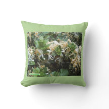 ハニーサックル開花