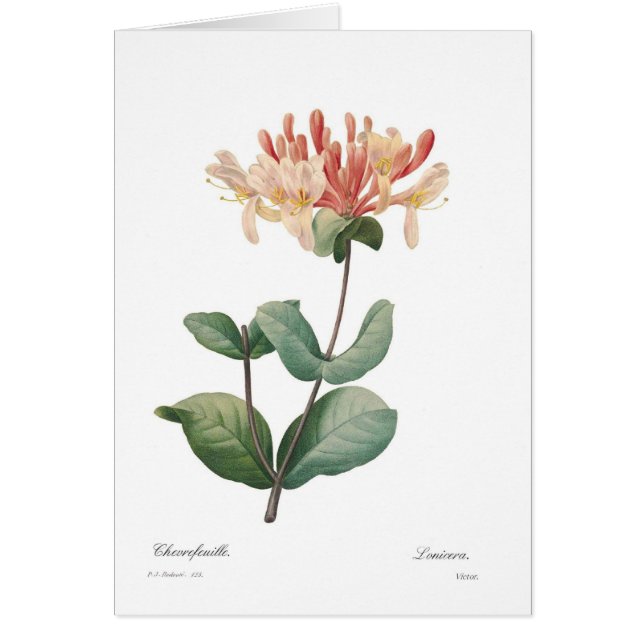 ハニーサックル (正面)