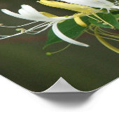 ハニーサックル ポスター (角)