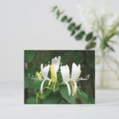 ハニーサックル ポストカード (スタンド正面)