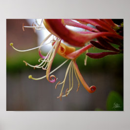 ハニーサックル[美術プリント] ポスター