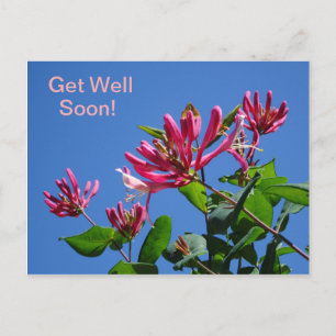 ハニーサックル-Get Well Soon – ポストカード