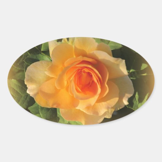 ハニーパフュームバラシール 楕円形シール (正面)