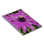 ハニービーが紫のアフリカのデイジーアート ノートブック (右側)