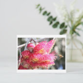 ハニービーのユーカリプタス・ケシア ポストカード (スタンド正面)