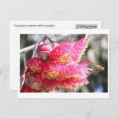 ハニービーのユーカリプタス・ケシア ポストカード (正面/裏面)