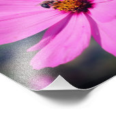 ハニービーをピンクのコスモスの花にアップ8 x 8 フォトプリント            (角)