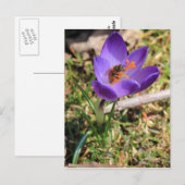 ハニービーオンクロッカス ポストカード (正面/裏面)