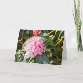ハニービーオンピンクシャクナゲ注 カード