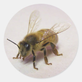 ハニービーステッカー ラウンドシール