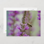 ハニービー ポストカード (正面/裏面)