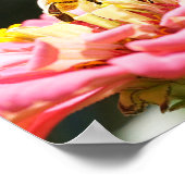 ハニービーonピンク《植物》百日草花自然写真 ポスター (角)