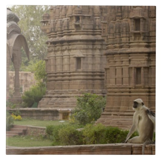 ハヌマン・ラングールまたは黒い顔、共通または灰色 タイル (正面)