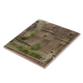 ハヌマン・ラングールまたは黒い顔、共通または灰色 タイル (側面)