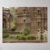 ハヌマン・ラングールまたは黒い顔、共通または灰色 ポスター (正面)