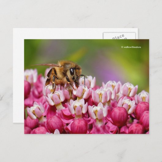 ハネビオンナローリーフミルクウィード植物 ポストカード (正面/裏面)