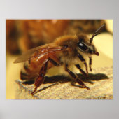 ハネビー ポスター (正面)