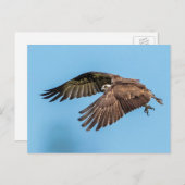 ハネムーンアイランド州パークで飛行しているオスプレイ ポストカード (正面/裏面)