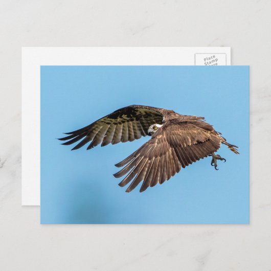 ハネムーンアイランド州パークで飛行しているオスプレイ ポストカード (正面/裏面)