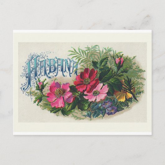 「ハバナ葉巻ボックスラベル」ヴィンテージ葉書 ポストカード (正面)