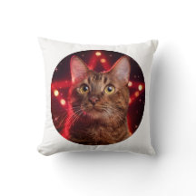 ハバナ・ブラウン猫