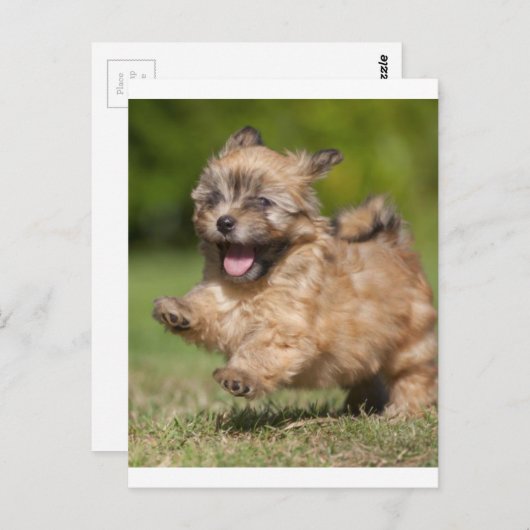 ハバニーズの子犬が草の間を駆け抜ける ポストカード (正面/裏面)