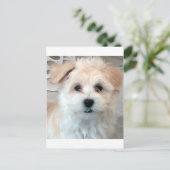 ハバニーズの救助子犬タンおもしろいグリーン'歯' ポストカード (スタンド正面)