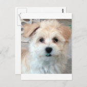 ハバニーズの救助子犬タンおもしろいグリーン'歯' ポストカード (正面/裏面)