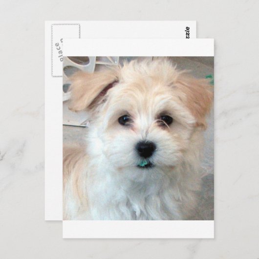 ハバニーズの救助子犬タンおもしろいグリーン'歯' ポストカード (正面/裏面)