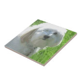 ハバニーズ タイル (側面)