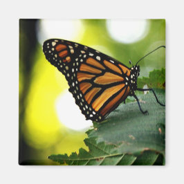 ハパインズは蝶 マグネット