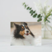 ハピシェルティ ポストカード (スタンド正面)