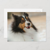 ハピシェルティ ポストカード (正面/裏面)