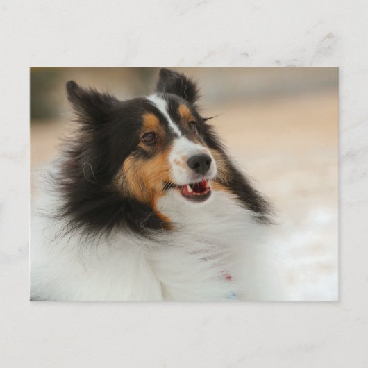 ハピシェルティ ポストカード (正面)