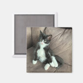 ハピネス子猫マグネット マグネット (正面/裏面)