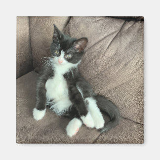 ハピネス子猫マグネット マグネット