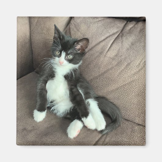 ハピネス子猫マグネット マグネット (正面)