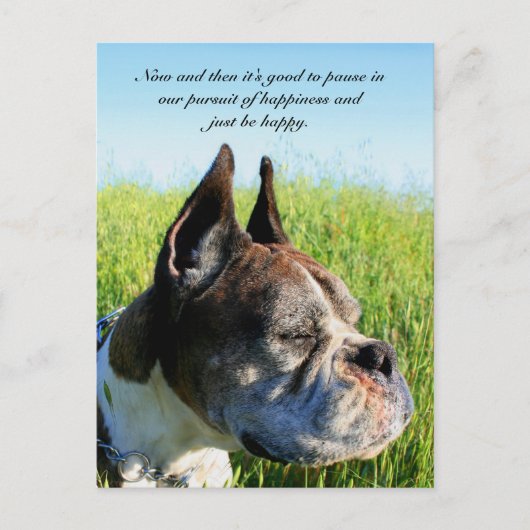ハピネス・ボクサー葉書 ポストカード (正面)