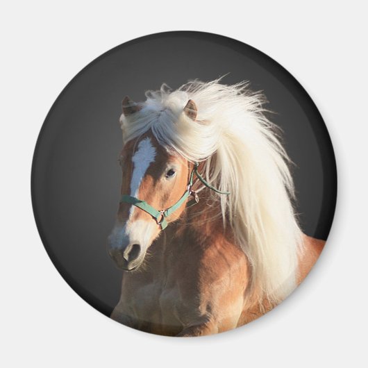 ハフィンガーホース マグネット (正面)