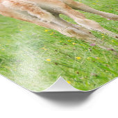 ハフリンガーウマかわいいフォール飼育 – ペーパープリント フォトプリント            (角)