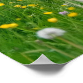 ハフリンガーホースかわいいfoal花壇、動物写真 ポスター (角)