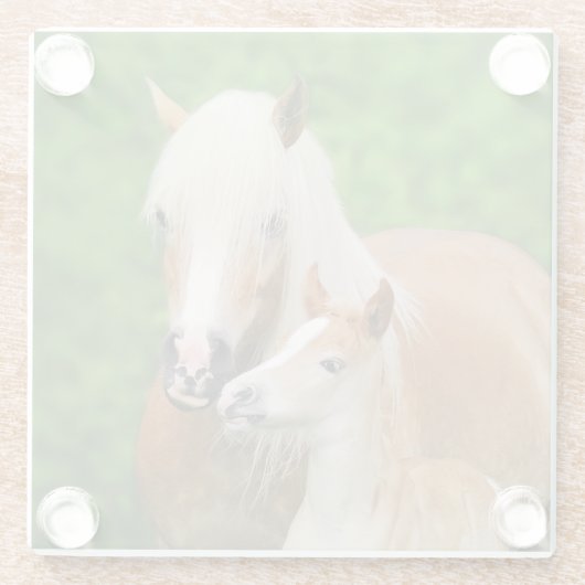 ハフリンガーホースカウトベビーフォールキスムポニーフォト ガラスコースター (裏面)