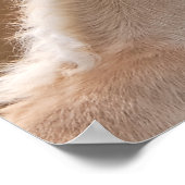 ハフリンガーマーレとフォールのケダリング ポスター (角)