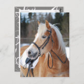 ハフリンガー6 ポストカード (正面/裏面)