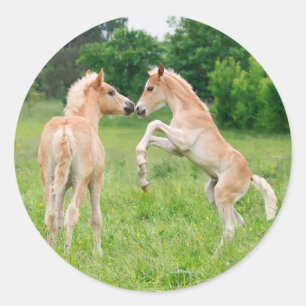 ハフリンジャー馬かわいい人馬の飼育 ラウンドシール