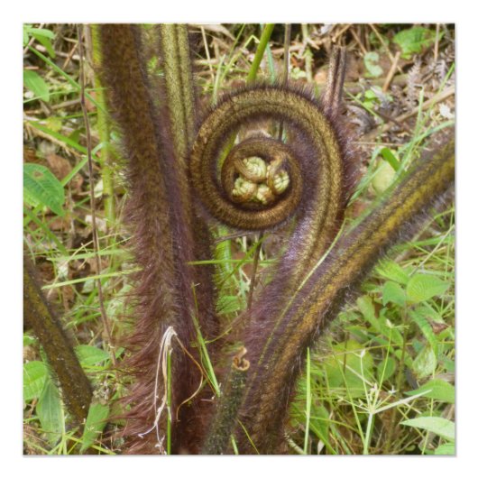 ハプー・ファーン・プルー ポスター (正面)